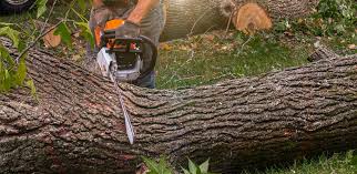 Professional  Tree Services in Aldan, PA